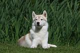 SIBERIAN HUSKY 951
